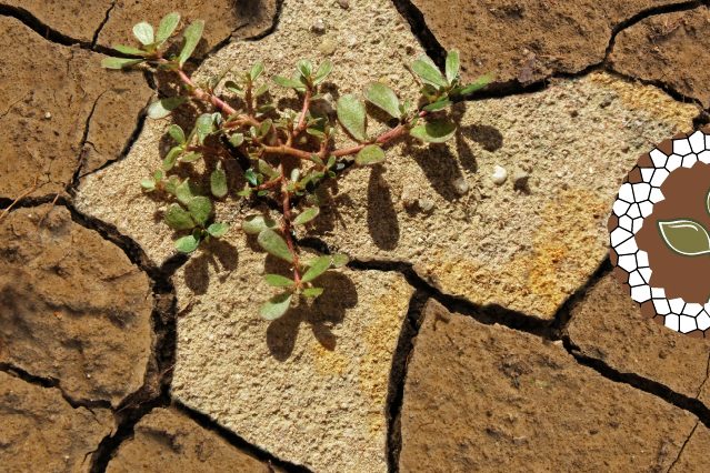 salt_affected_soils